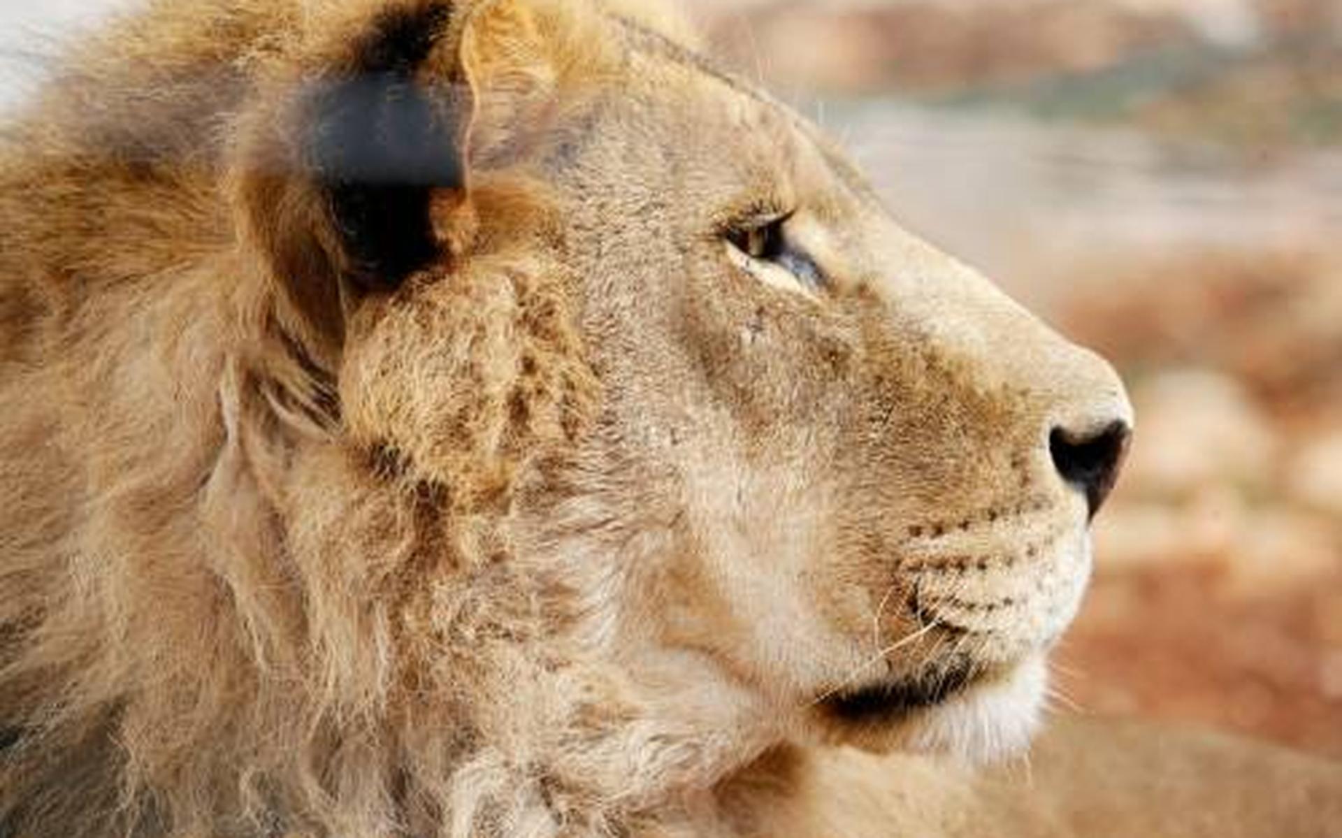 Albanese leeuwen uit 'slechtste dierentuin van Europa' krijgen nieuw thuis in Nijeberkoop