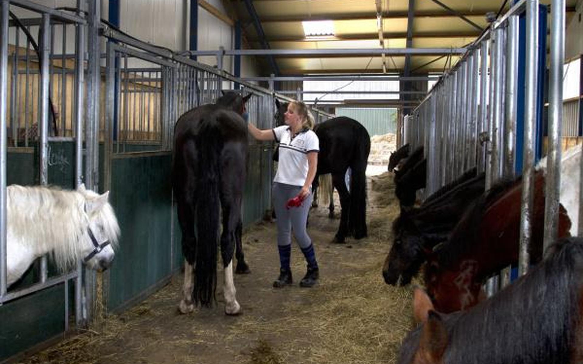 De bruine kan geen luxe paard meer trekken - Leeuwarder Courant
