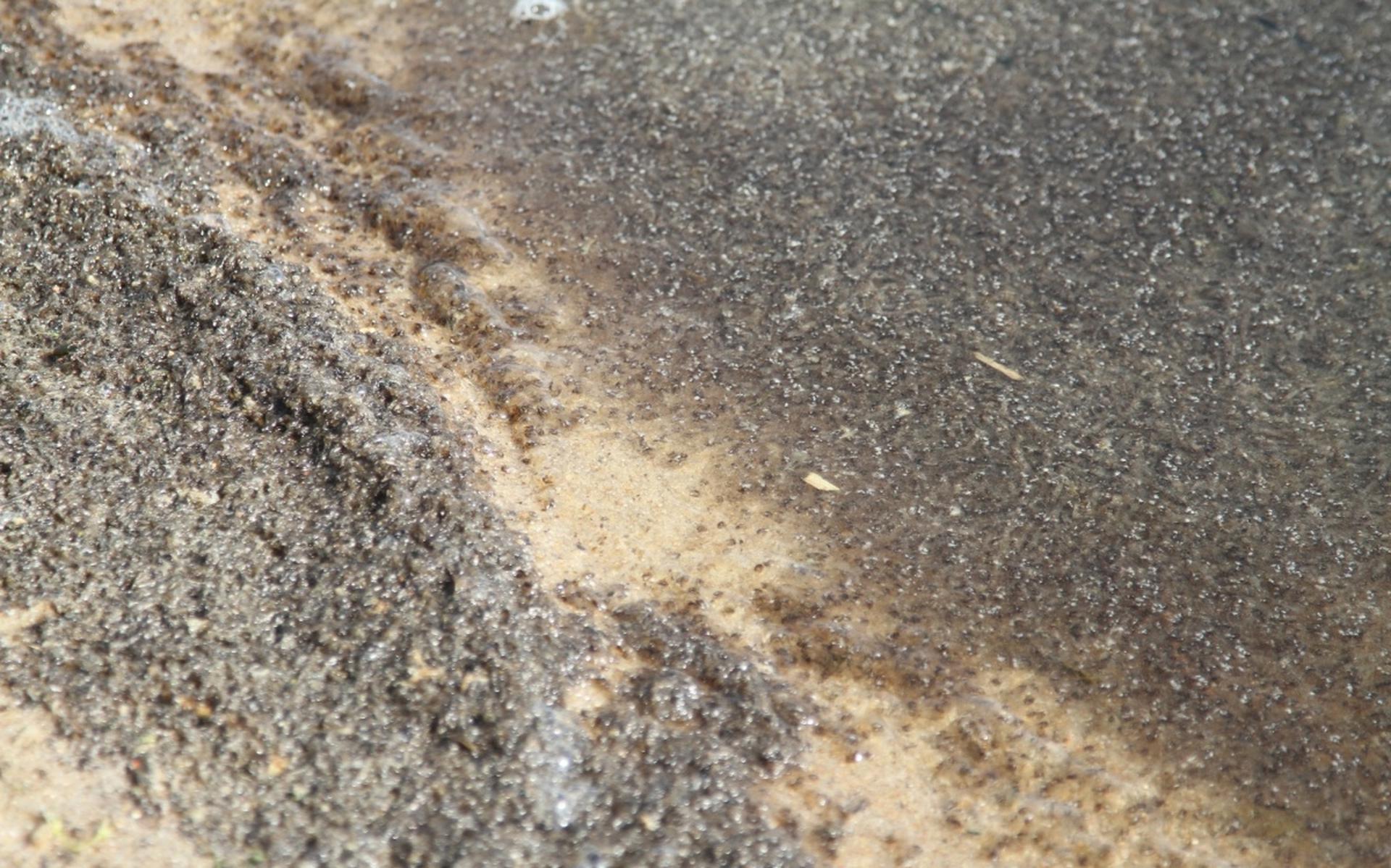 Miljoenen dode muggen spoelen aan op strand Stavoren - Leeuwarder Courant
