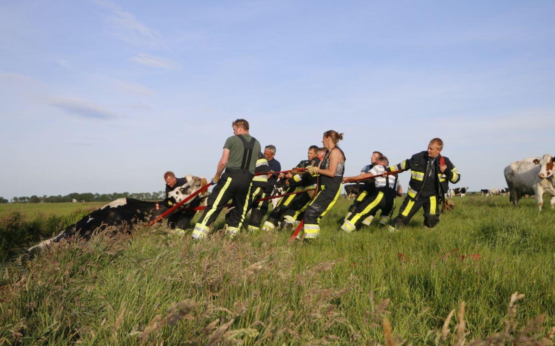 Brandweer haalt koeien uit de sloot bij Aldeboarn
