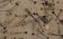 Gewone garnalen (Crangon crangon) zijn waarschijnlijk nogal slordige schransers: ze harken met hun prooi aardig wat zand naarbinnen.