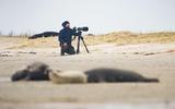 Ruben Smit maakt tussen de zeehonden opnamen voor zijn film WAD. FOTO MARCEL VAN KAMMEN