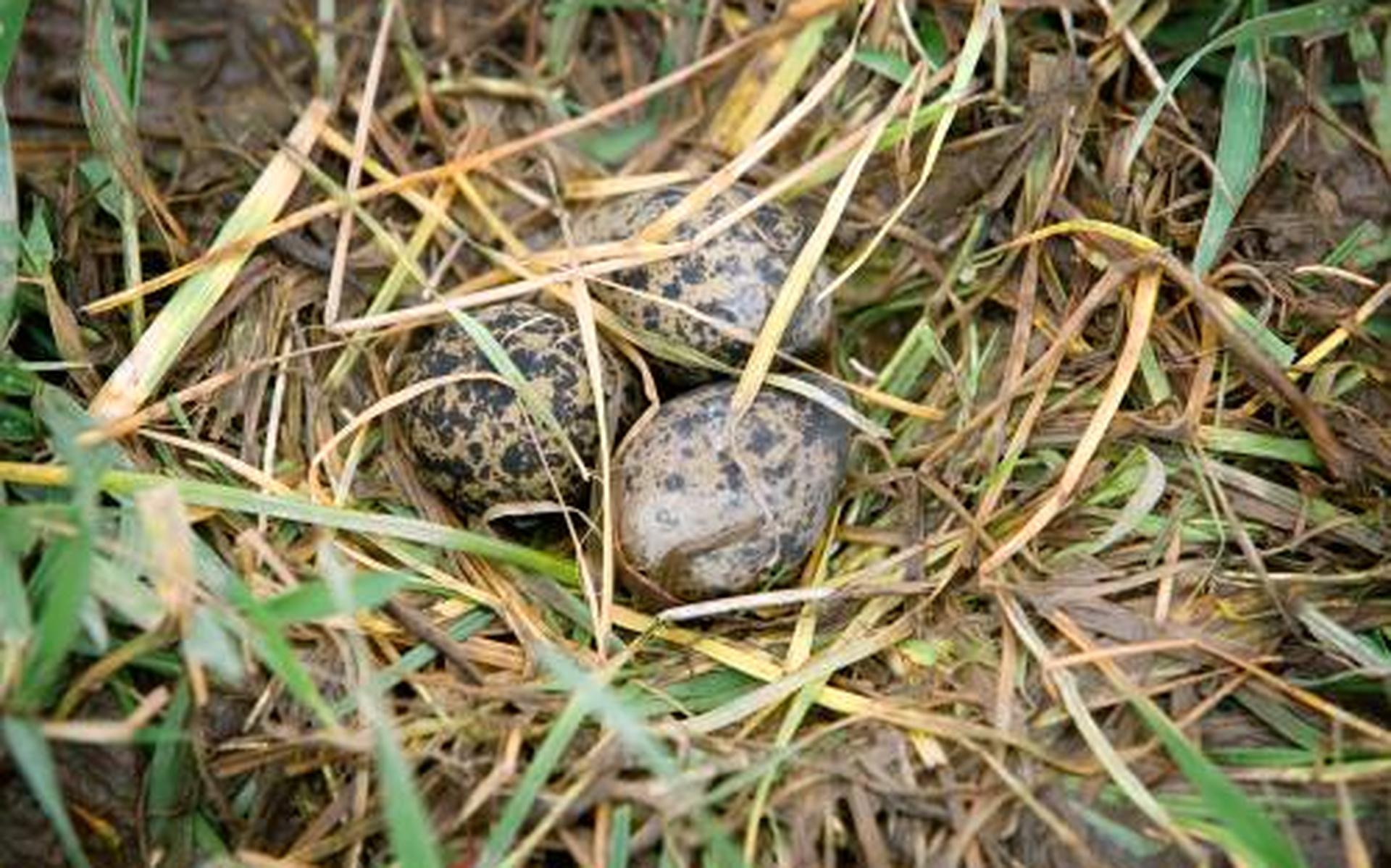 Eerste kievitseieren op Ameland en Terschelling gevonden - Leeuwarder Courant