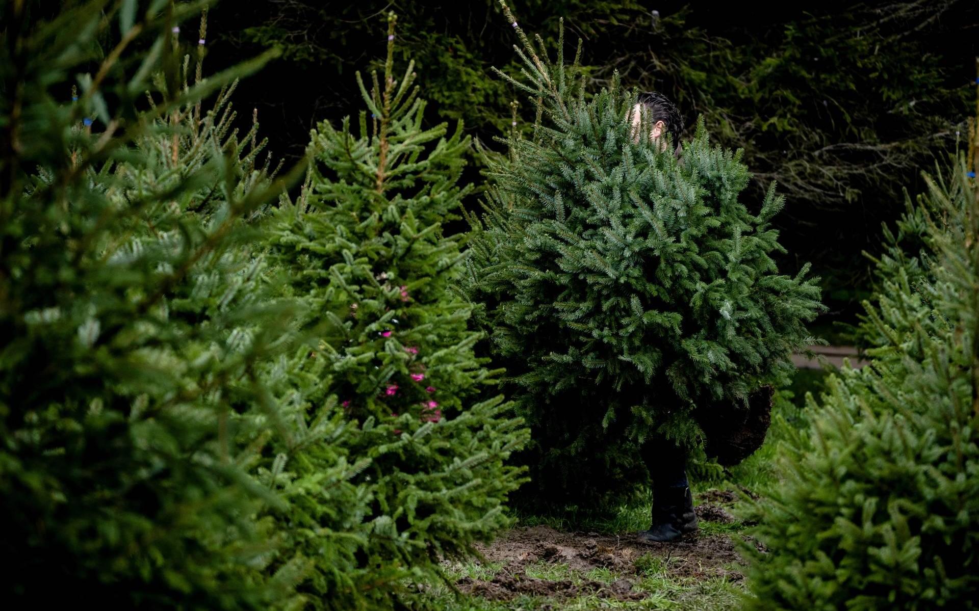 Kwekers vraag naar kerstbomen groot dit jaar Leeuwarder Courant