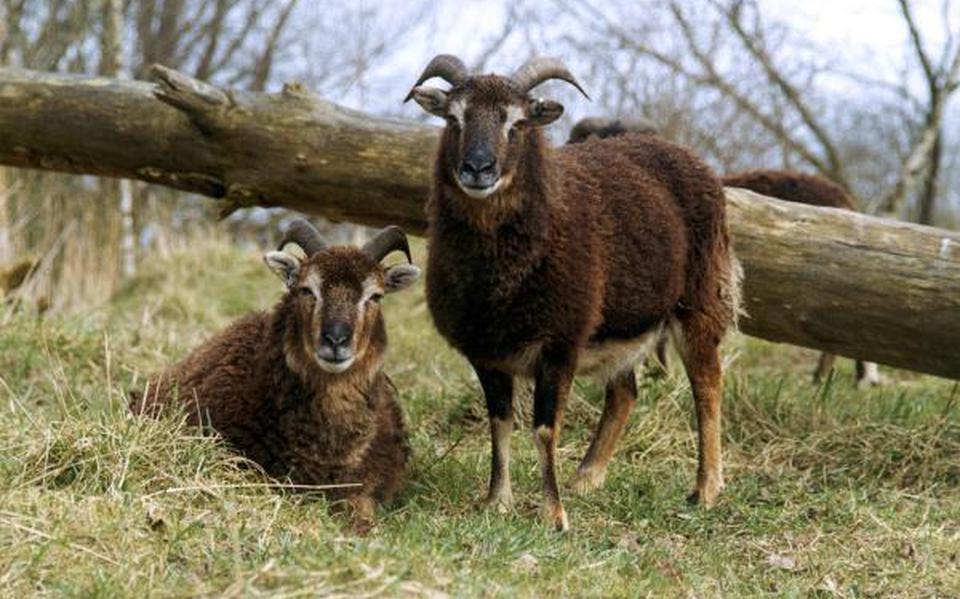 Geiten of schapen in Vlielander duinen