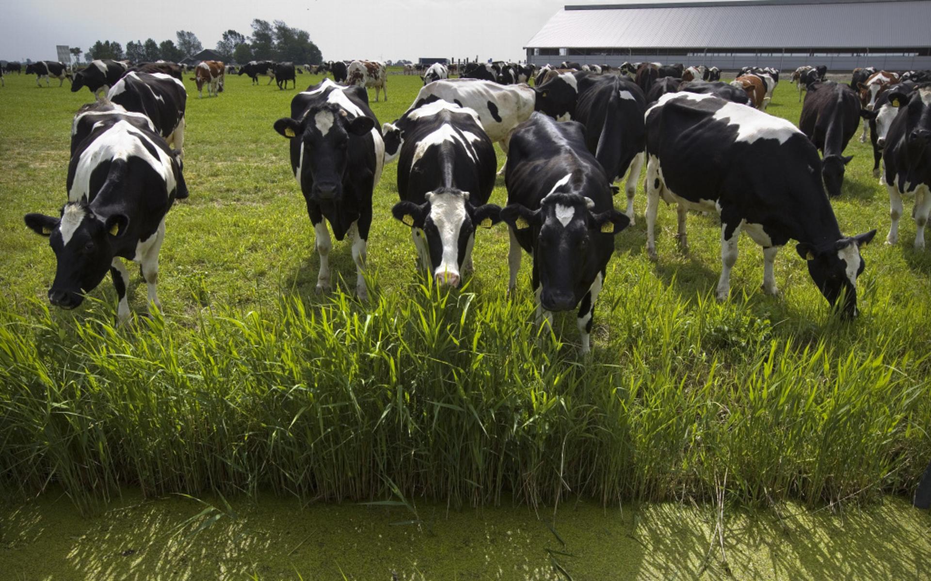 Boer uit Oudemirdum verkoopt zijn vee, maar is toch eigenaar fosfaatrechten - Leeuwarder Courant