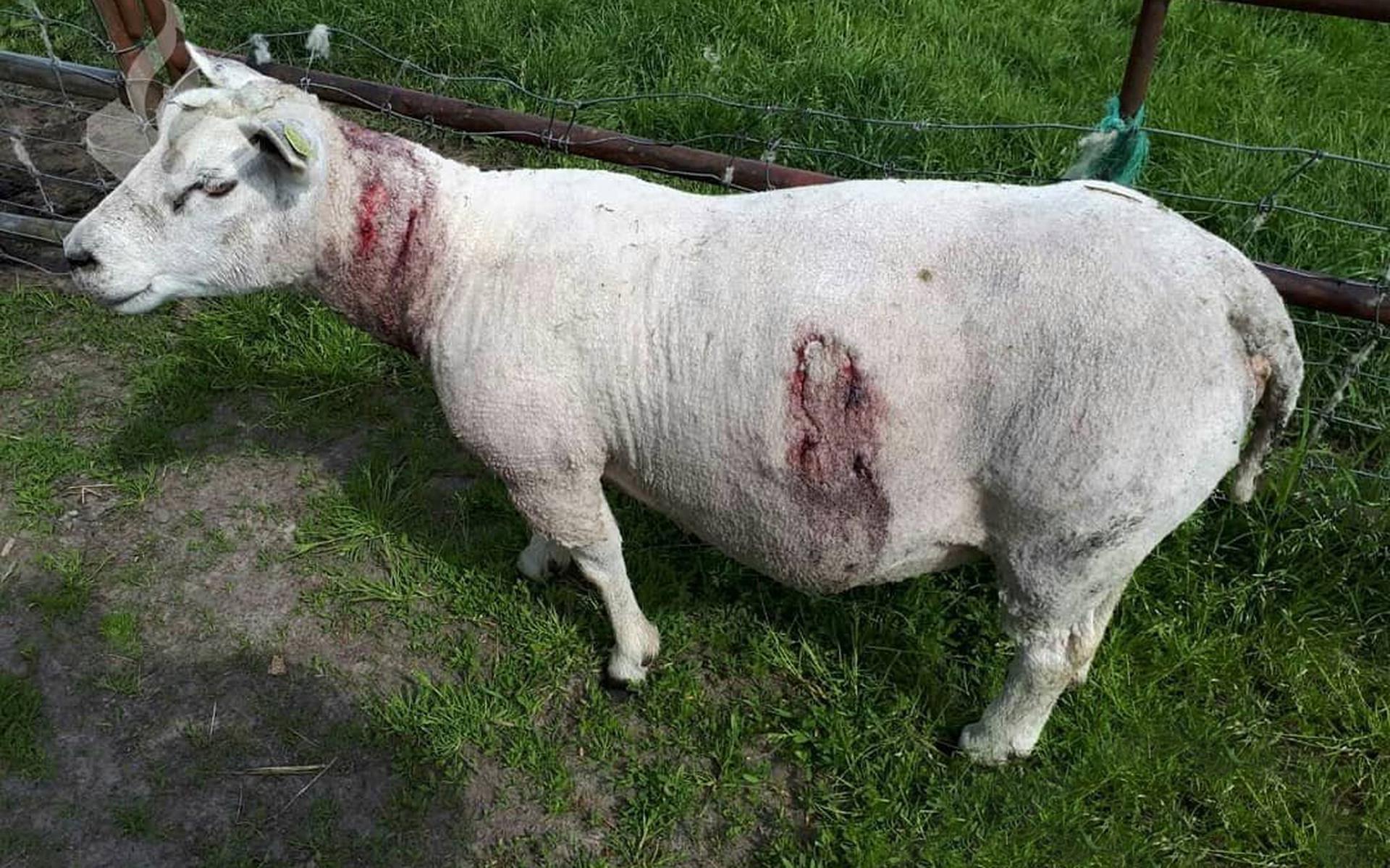 Het gewonde schaap dat later is afgemaakt door een dierenarts. FOTO POLITIE ZUIDOOST-FRIESLAND 