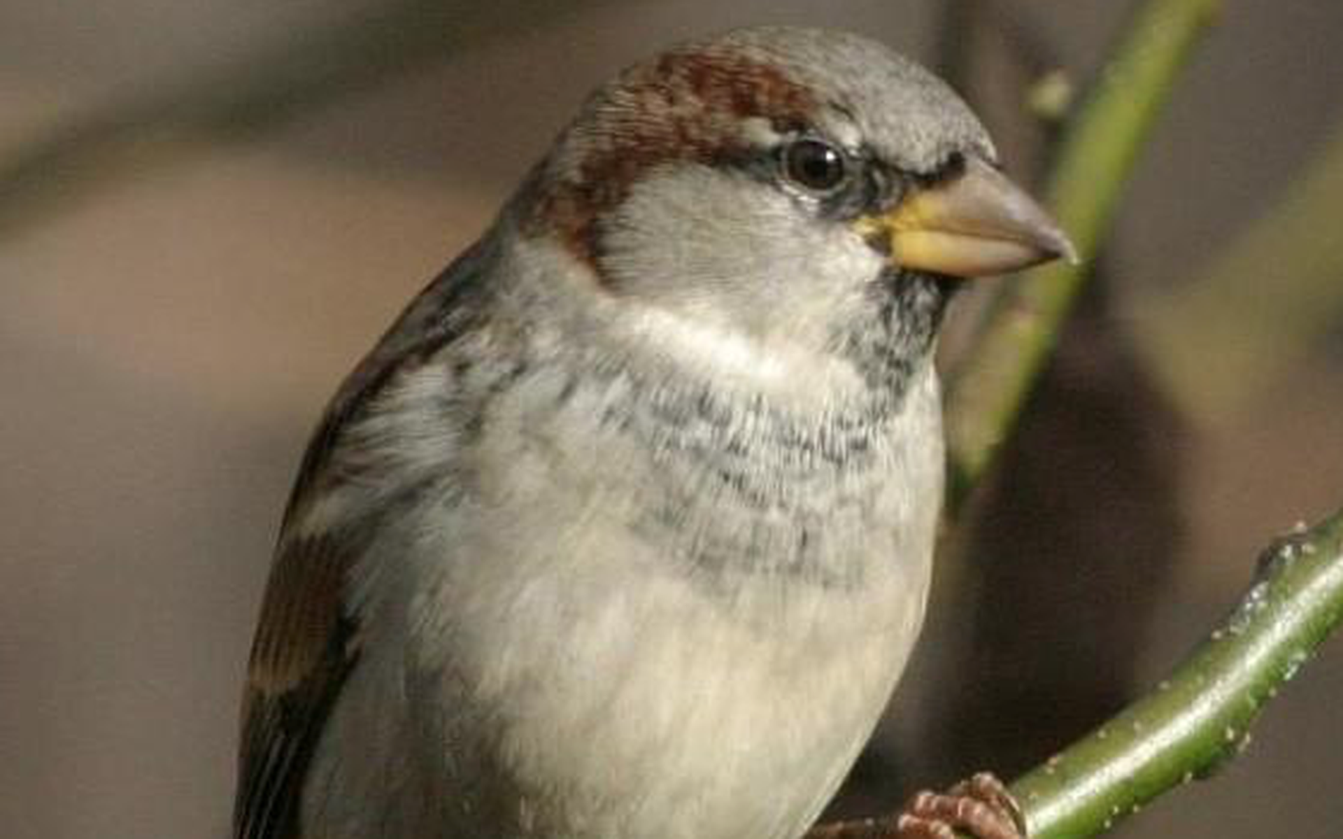 Huismus Opnieuw Meest Getelde Vogel In Tuin - Leeuwarder Courant