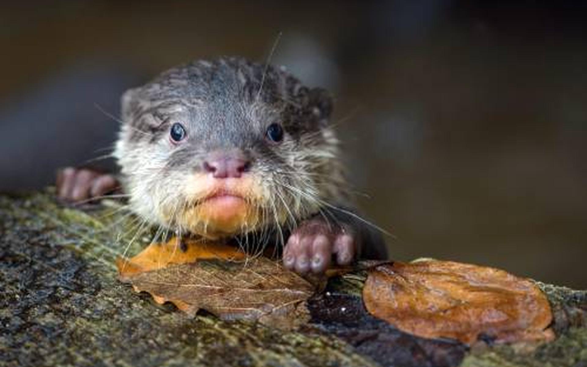 Otters ontdekken faunapassage De Veenhoop (+video)