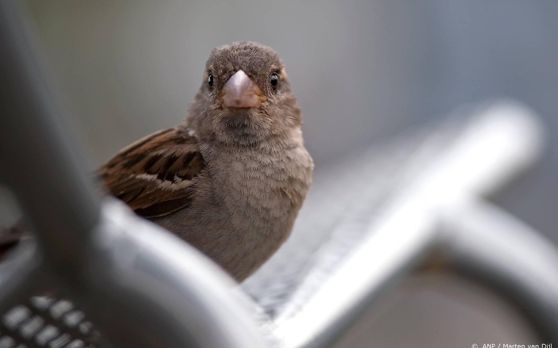 Welke tuinvogel is het meest geteld in jouw gemeente? Bekijk het hier - Leeuwarder Courant