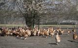De kippen van boer Wegdam in Lochum mogen weer naar buiten. FOTO ANP