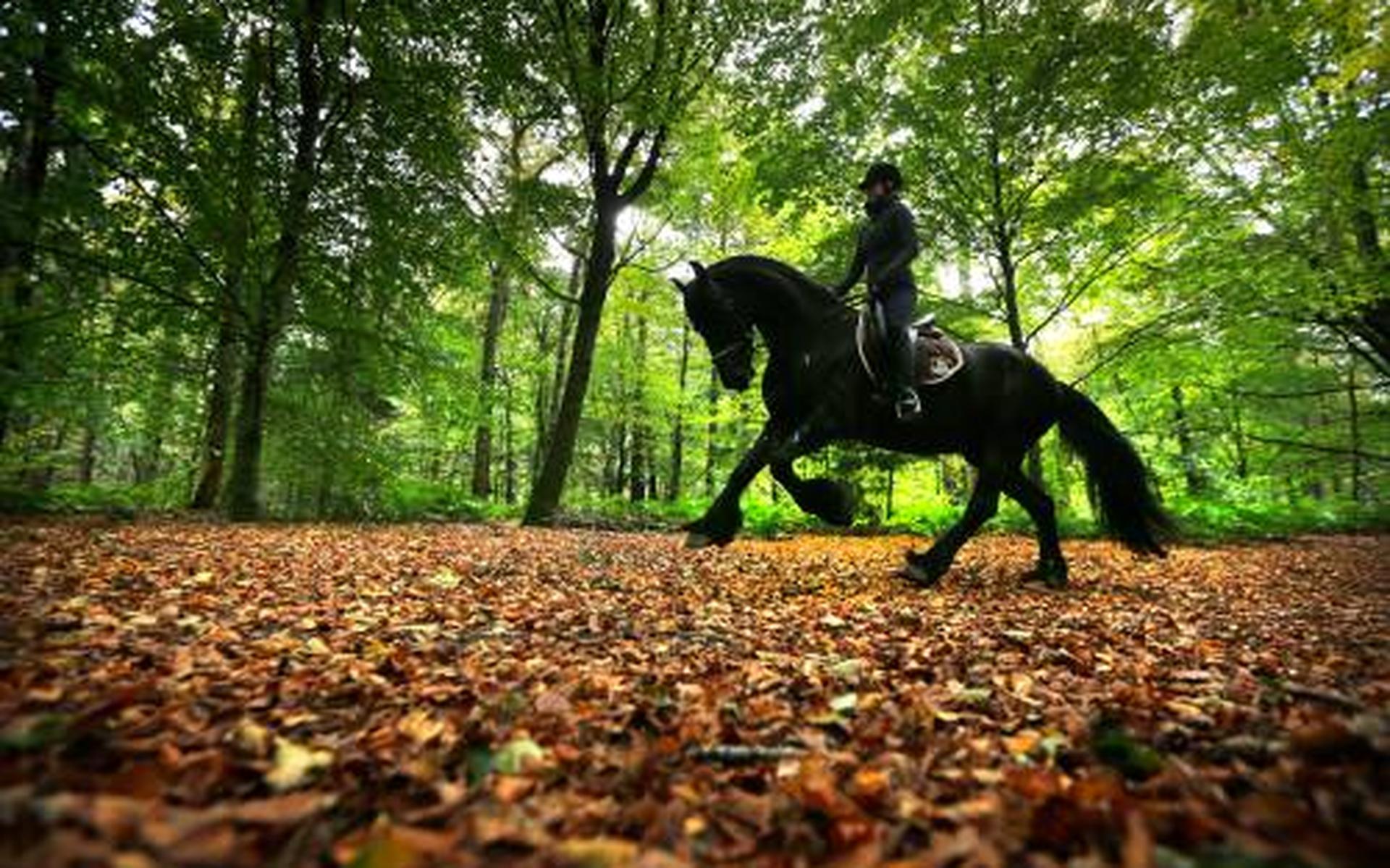 Wat is er toch zo speciaal aan het Friese paard? Geschiedenis en uitleg over ús Frysk hynder - Leeuw