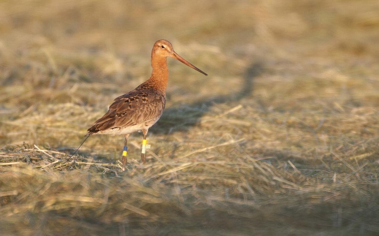 Een van de zendergrutto’s, te herkennen aan de antennespriet langs de staart, compleet met kleurringen om de poten. FOTO MARCEL VAN KAMMEN Een van de zendergrutto’s, te herkennen aan de antennespriet langs de staart, compleet met kleurringen om de poten. FOTO MARCEL VAN KAMMEN