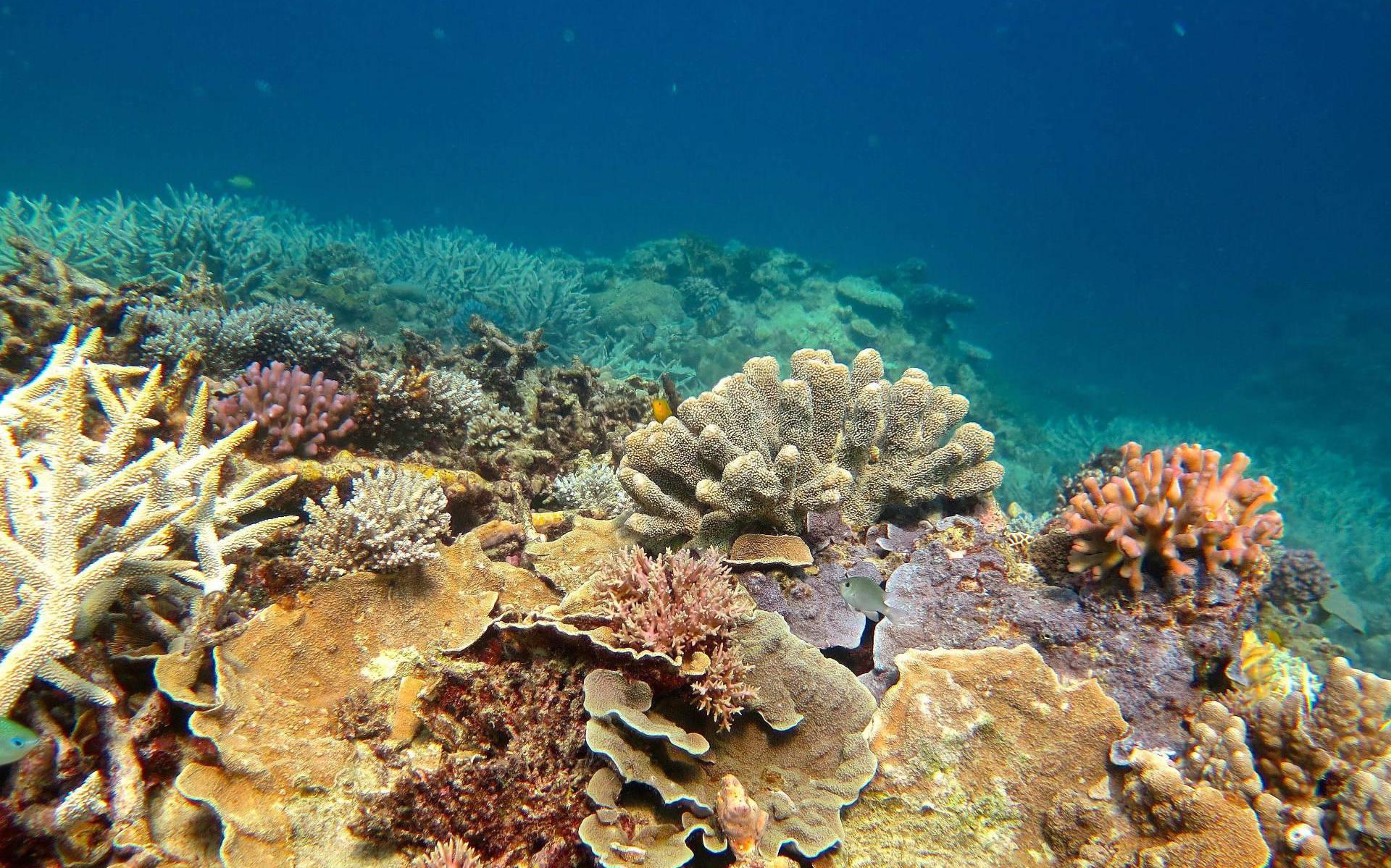 'Helft koraal Groot Barrièrerif afgestorven sinds jaren 90'
