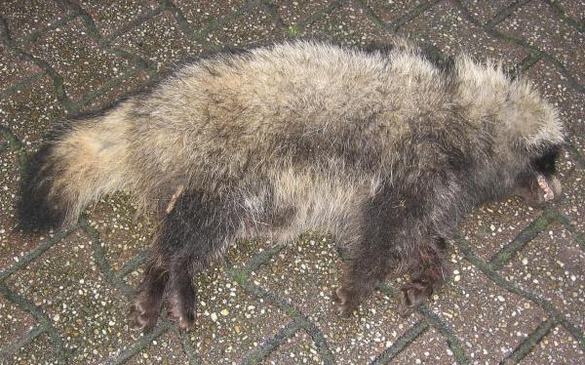 Wasbeerhond in maïshakselaar Vegelinsoord