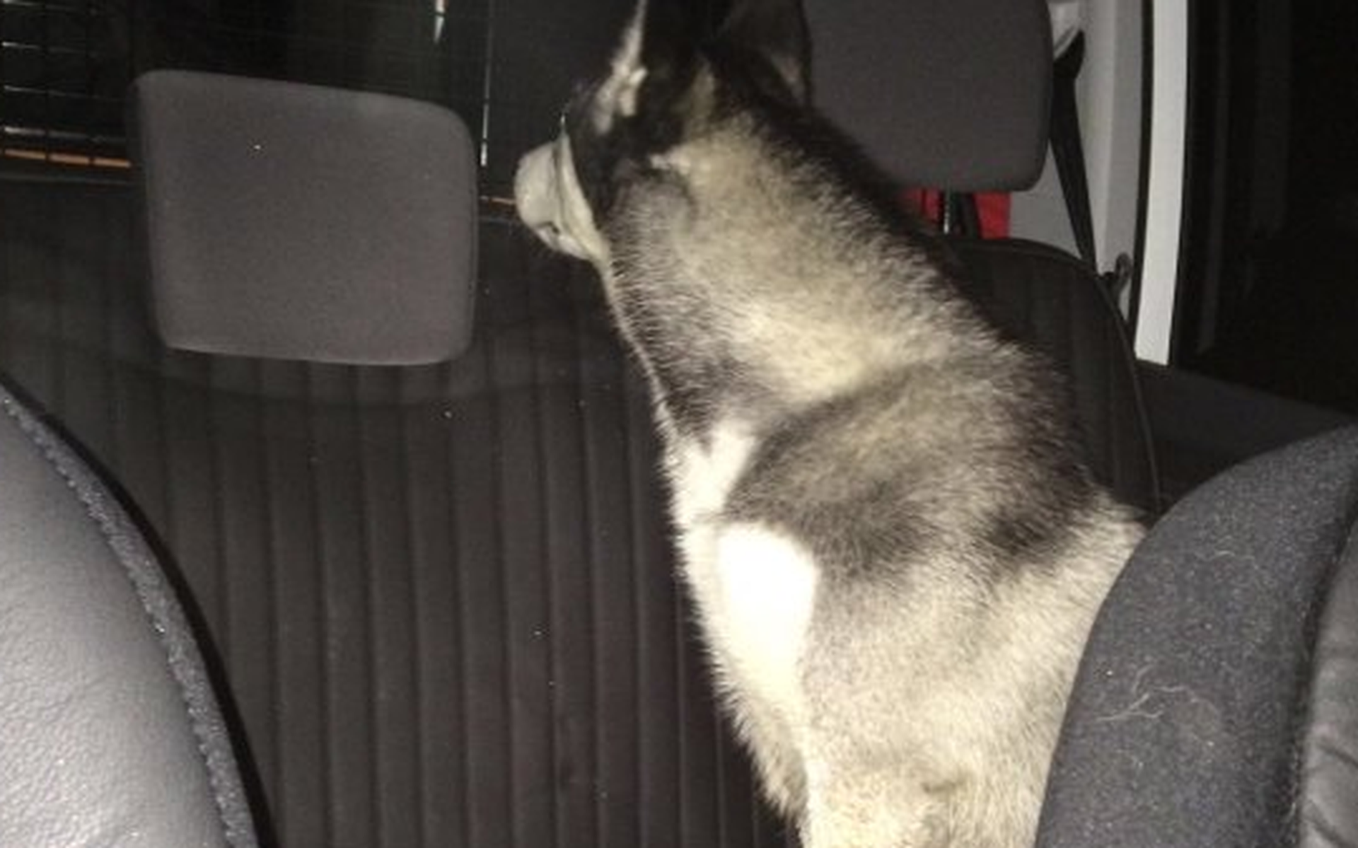 Langedijke: vermiste hond bij politie