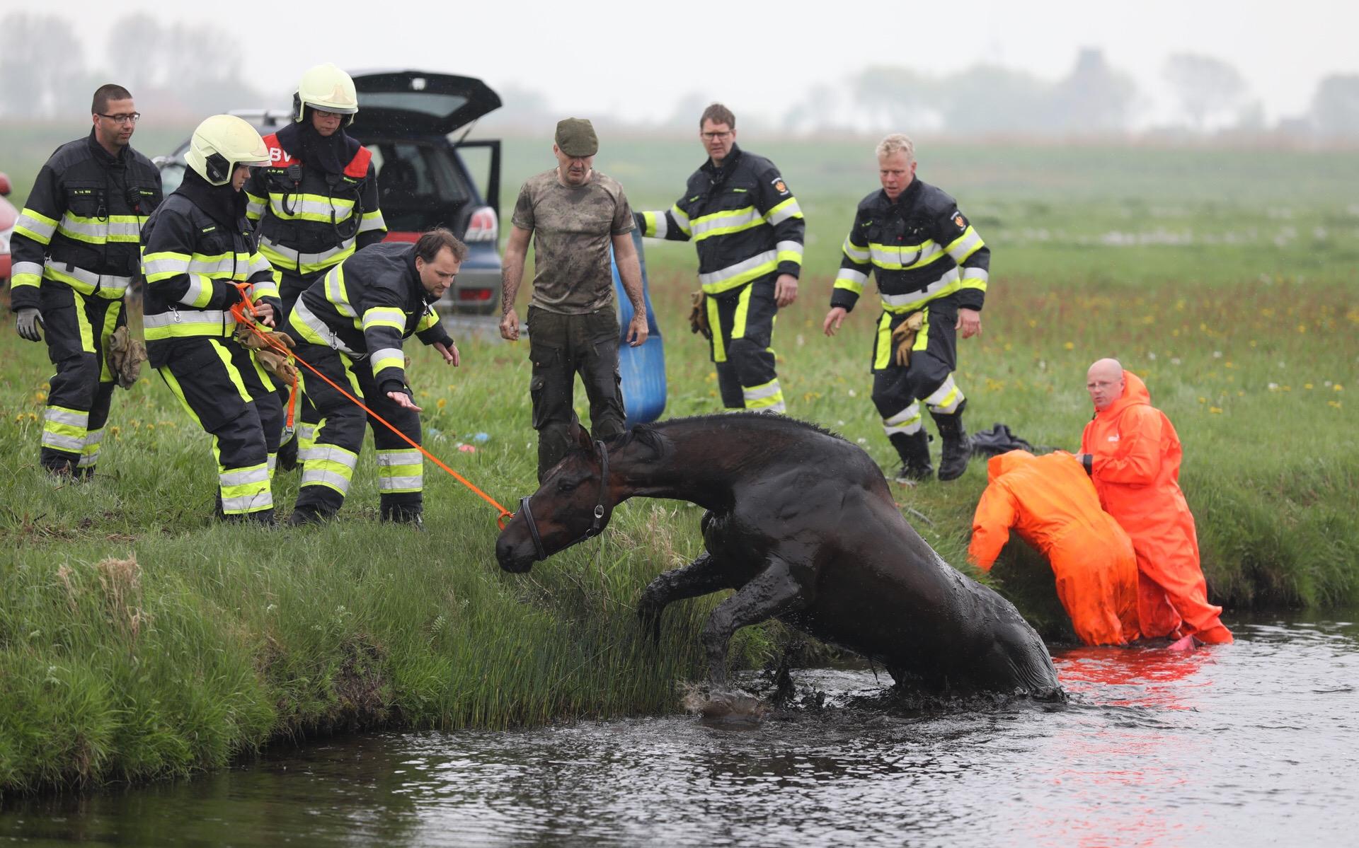 Brandweer redt paard uit het water bij Exmorra