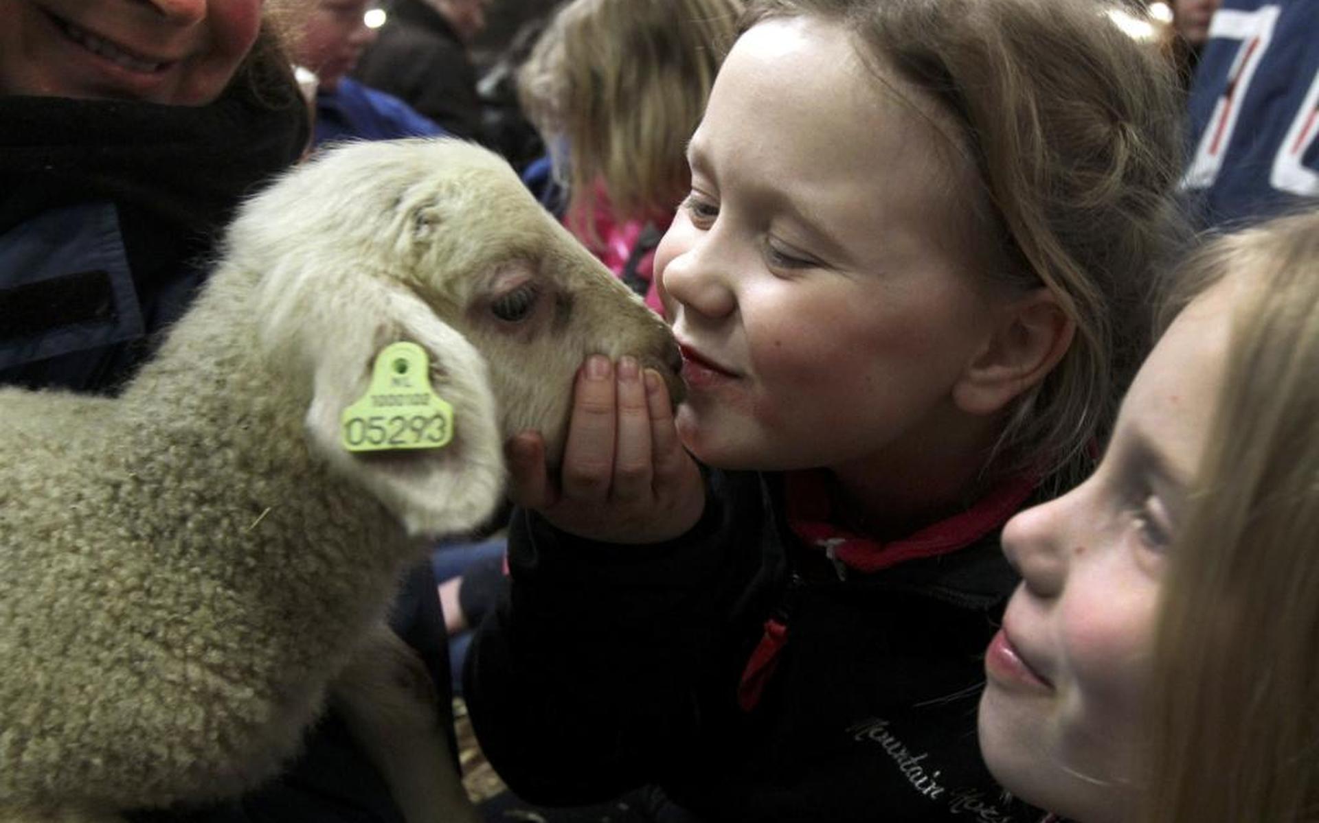 Knuffelen op lammetjesdag in Tjalleberd
