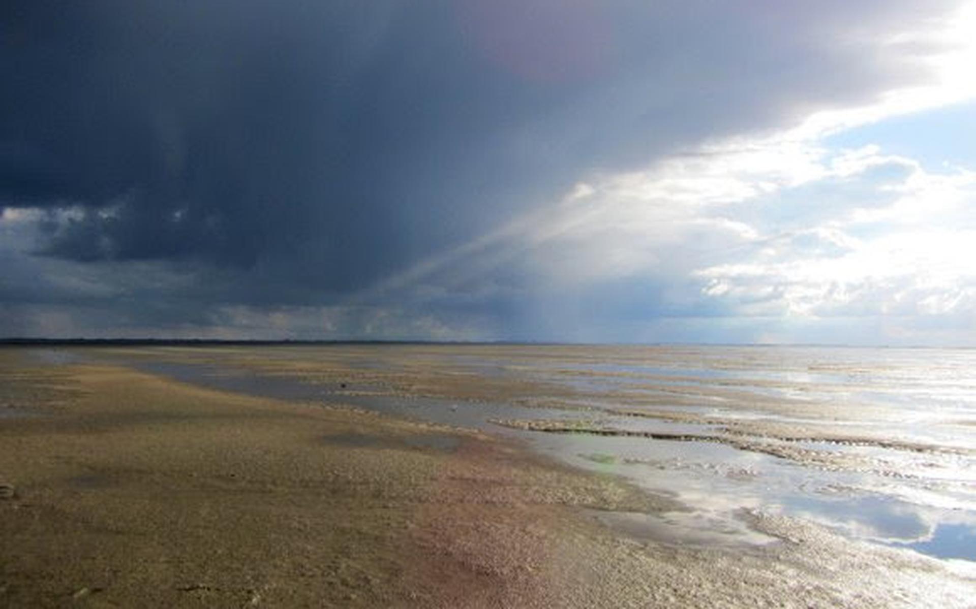 Wadplaten functioneren als de zonnepanelen van de Waddenzee