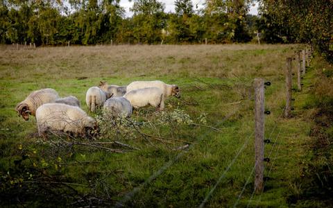 Bij boer Sipke van Dalen in Appelscha zijn zondagmorgen schapen aangevallen. De schapen op de foto zijn niet de schapen van Van Dalen.