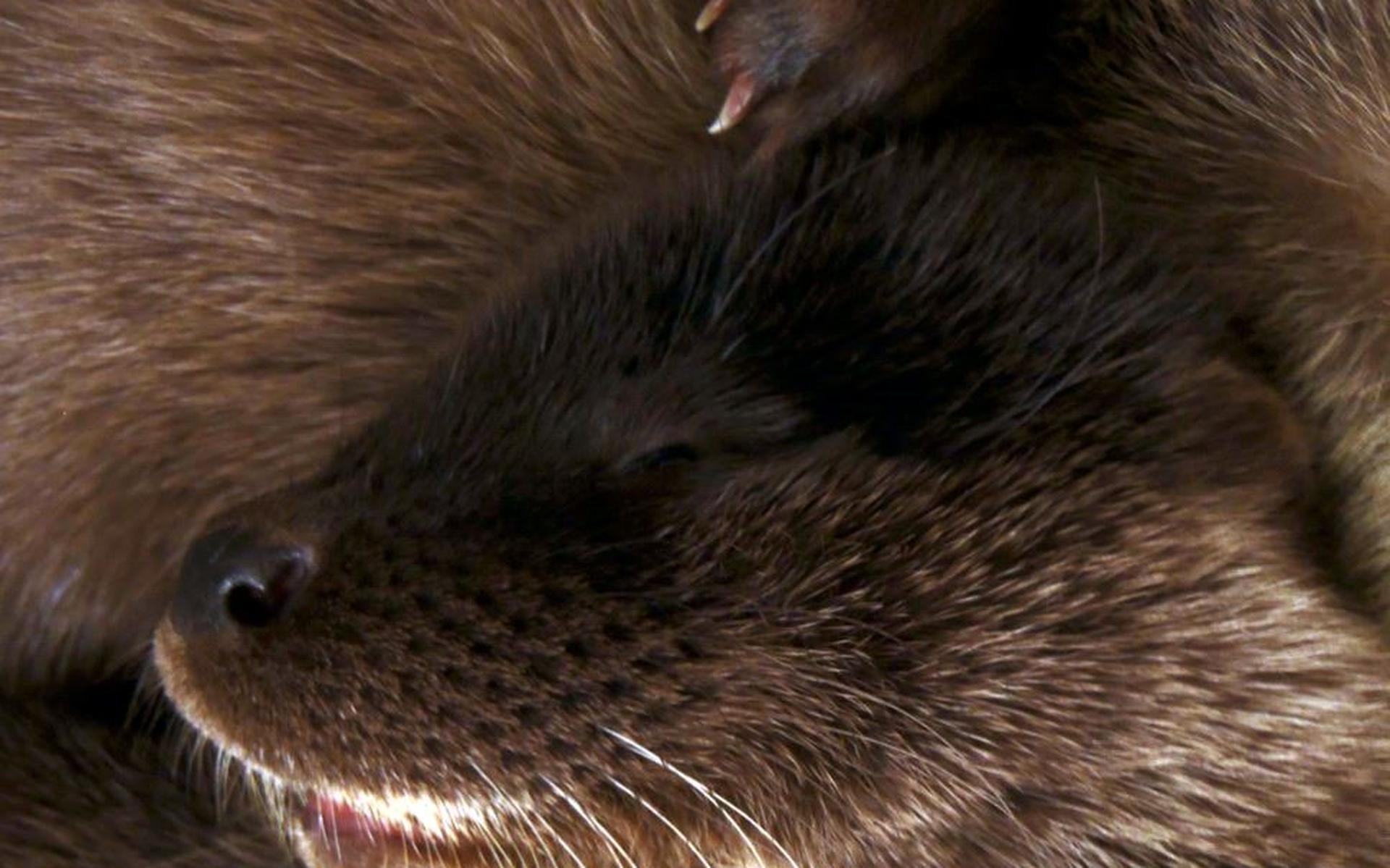 Otters ontdekken faunapassage Sintrale As - Leeuwarder Courant