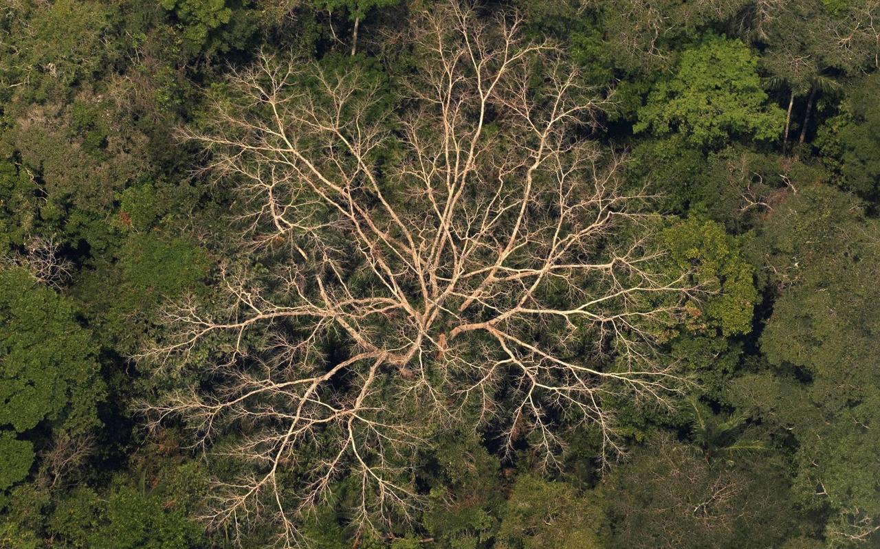 Amazonewoud stoot al tien jaar meer CO2 uit dan het opneemt Amazonewoud stoot al tien jaar meer CO2 uit dan het opneemt