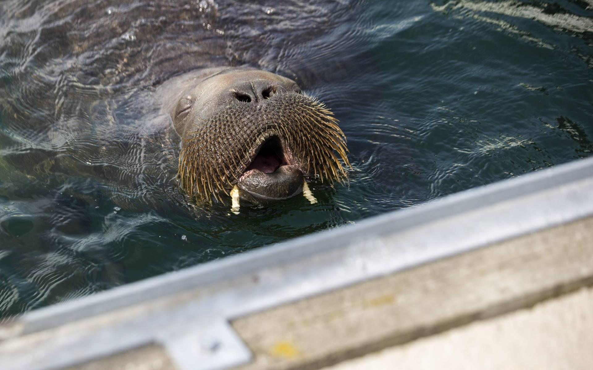 Rondzwervende walrus Freya afgemaakt - Leeuwarder Courant