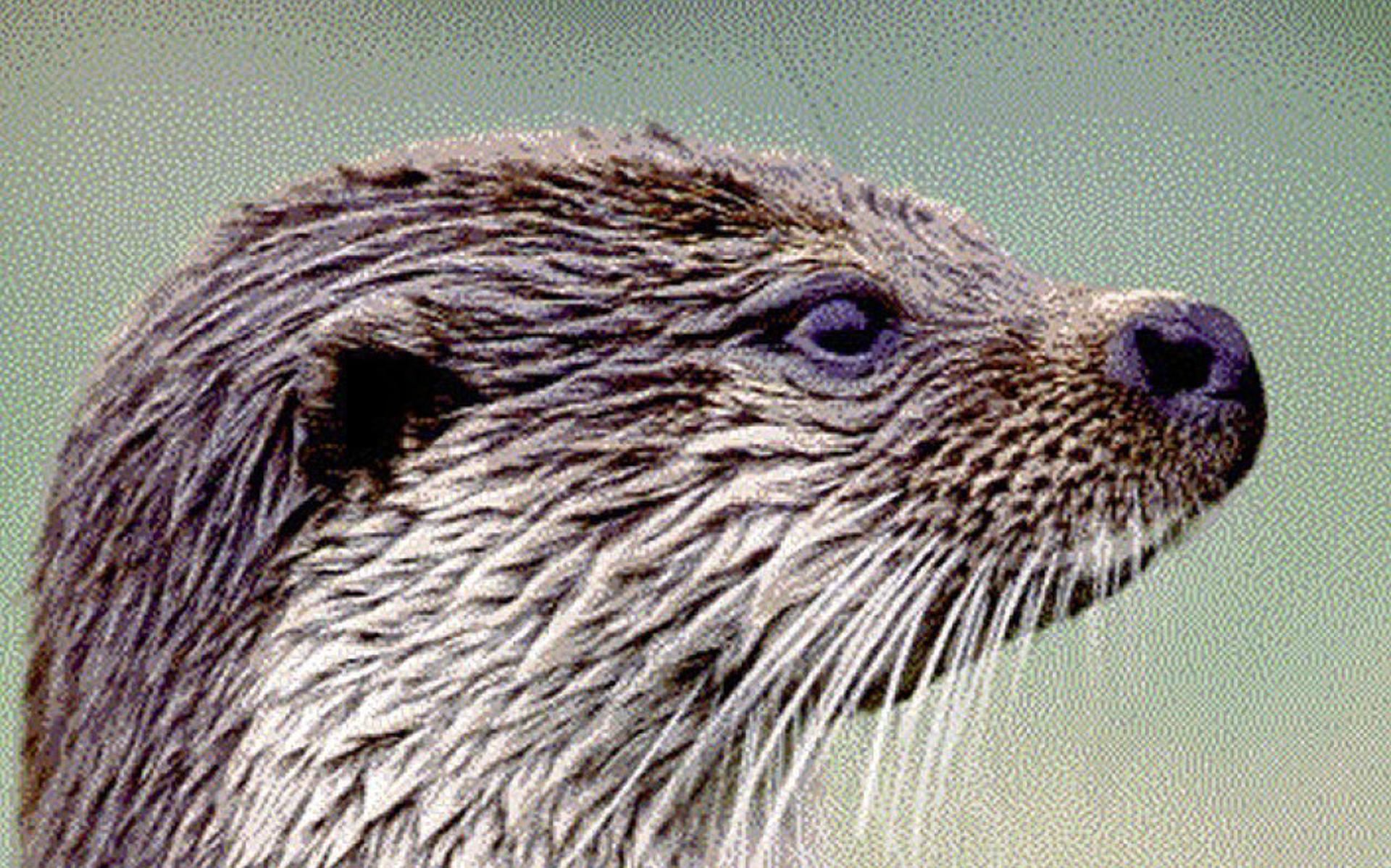 Otter aangereden op weg bij Ossenzijl - Leeuwarder Courant
