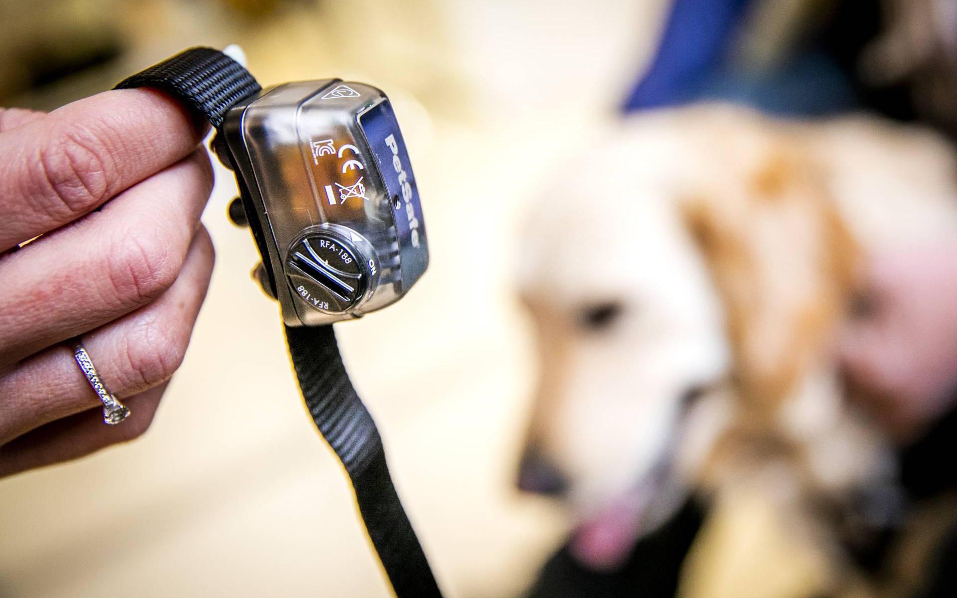 Ter ere van Vlak Ontvangende machine Minister wil verbod op stroomhalsbanden voor honden in Brussel - Leeuwarder  Courant