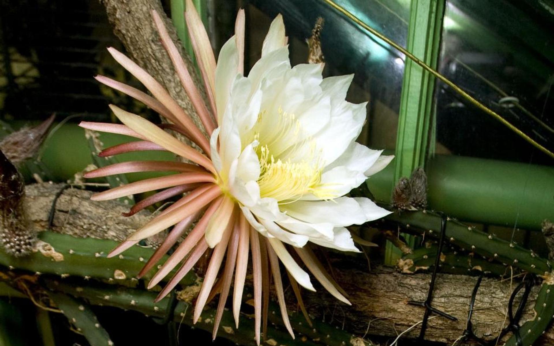 Eerste bloem Koningin van de Nacht in bloei - Leeuwarder Courant