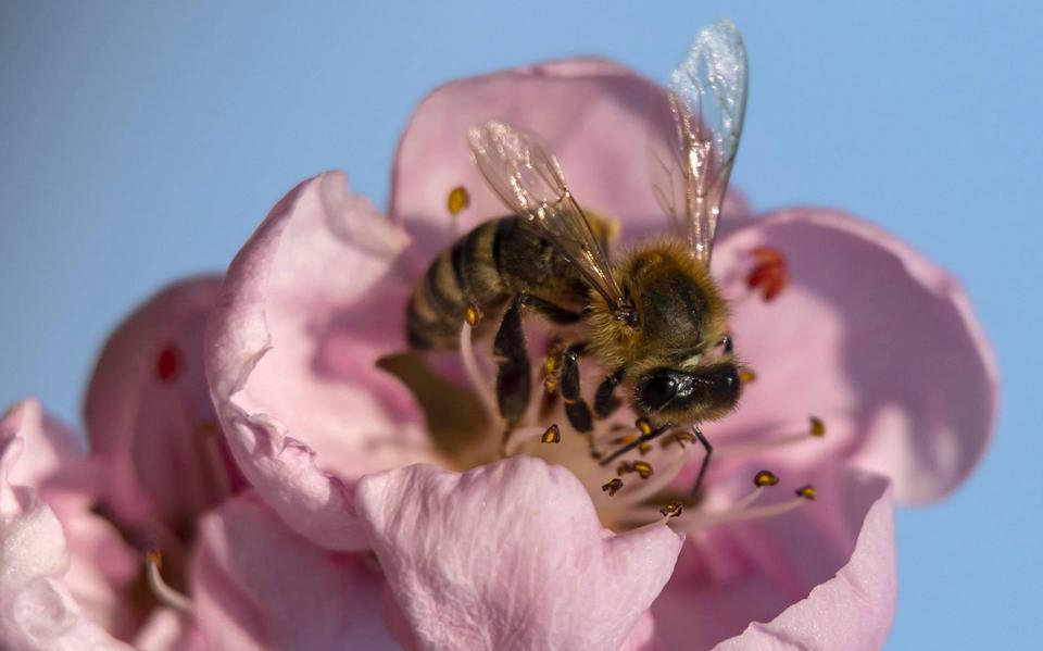 Honingbij opnieuw op nummer één bij Nationale Bijentelling
