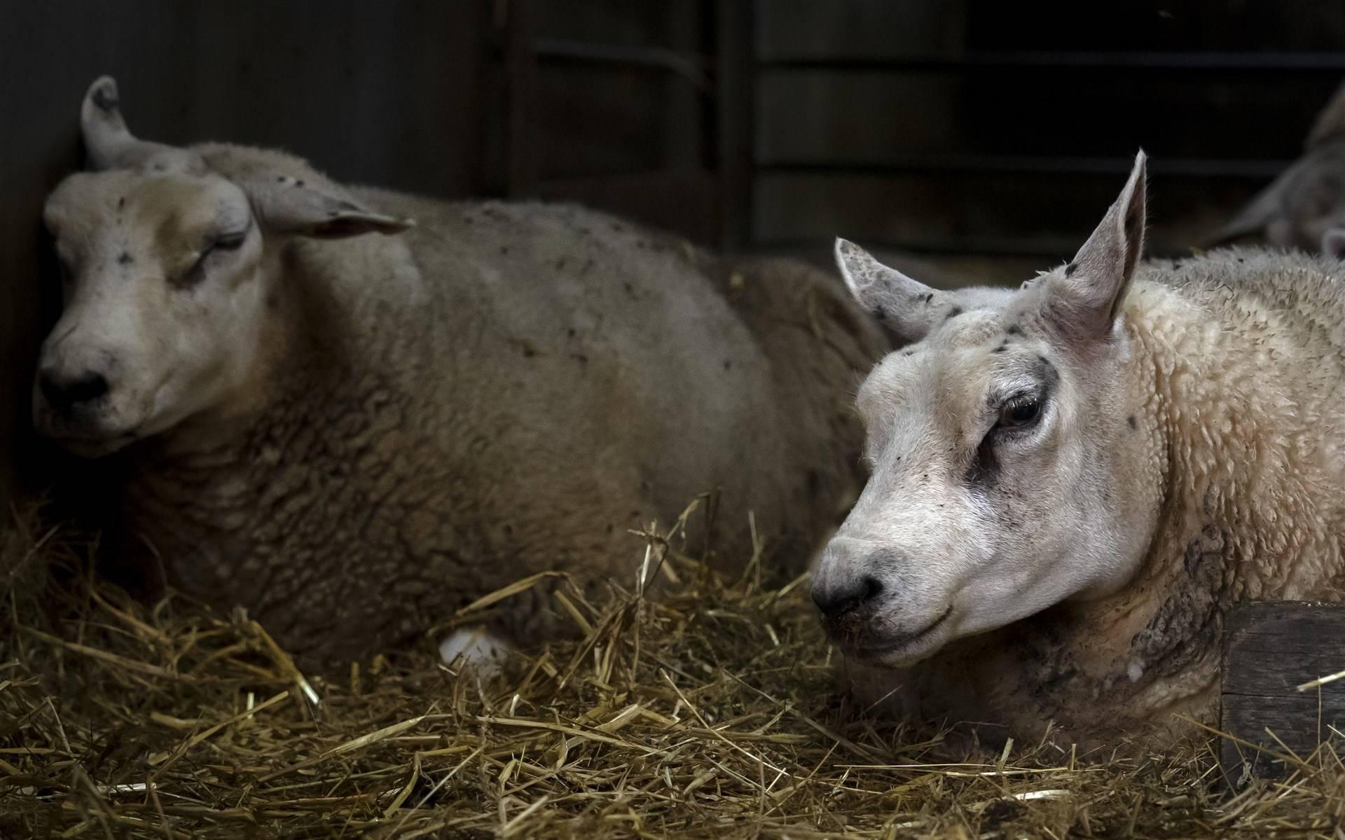 Eerste geval van blauwtong geconstateerd in Friesland: dier in Oosterzee besmet met virus