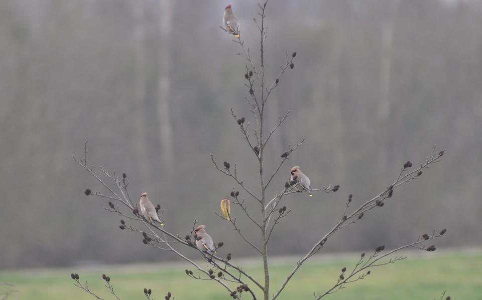 Pestvogels in Heerenveen.