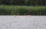 Het viertal flamingo's bij Nijetrijne. FOTO CAMJO MEDIA / ROBERT JAN BOONSTRA  
