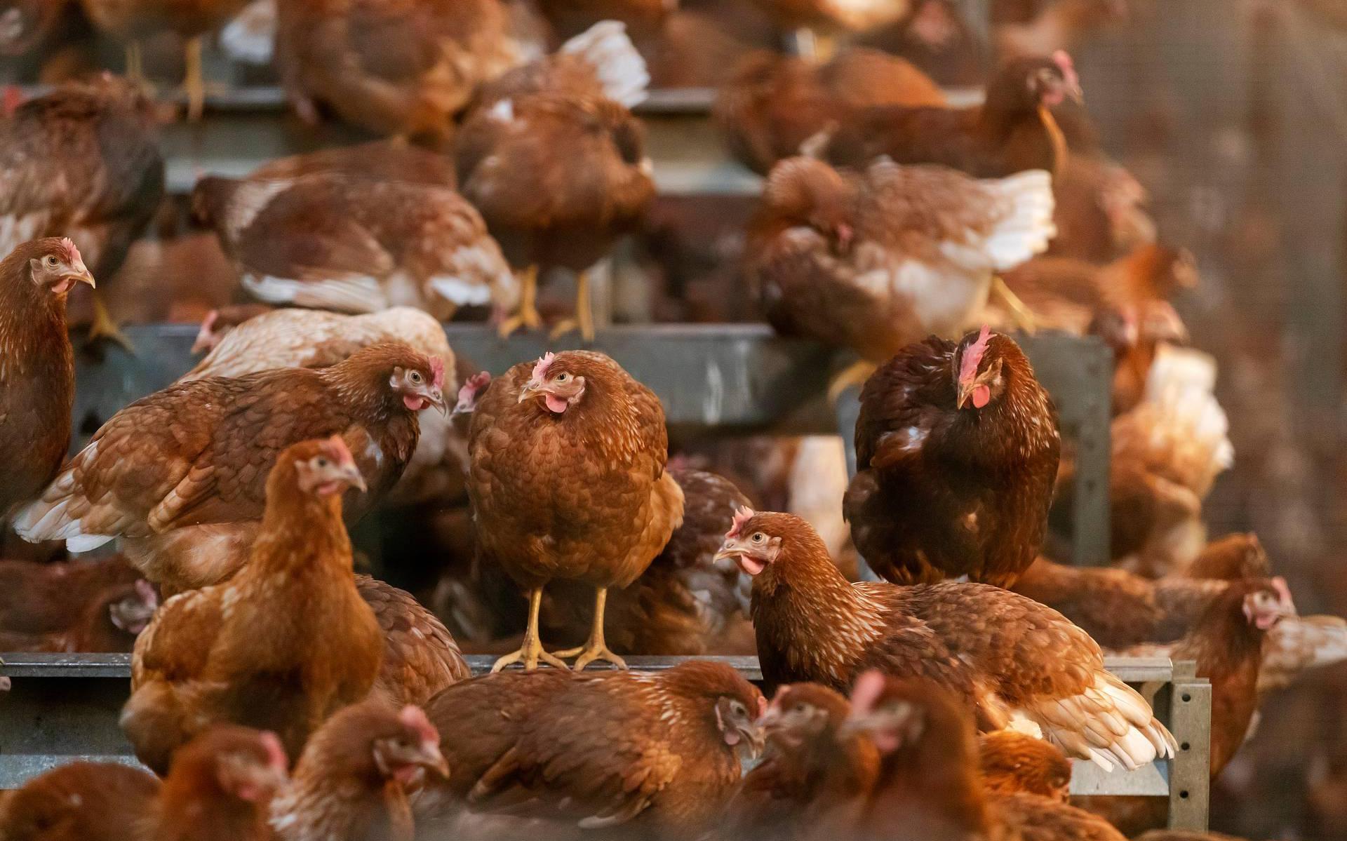 14.000 kippen omgekomen door brand in schuur in Beltrum