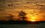 Opvliegende eenden bij zonsondergang op het meer De Leien.