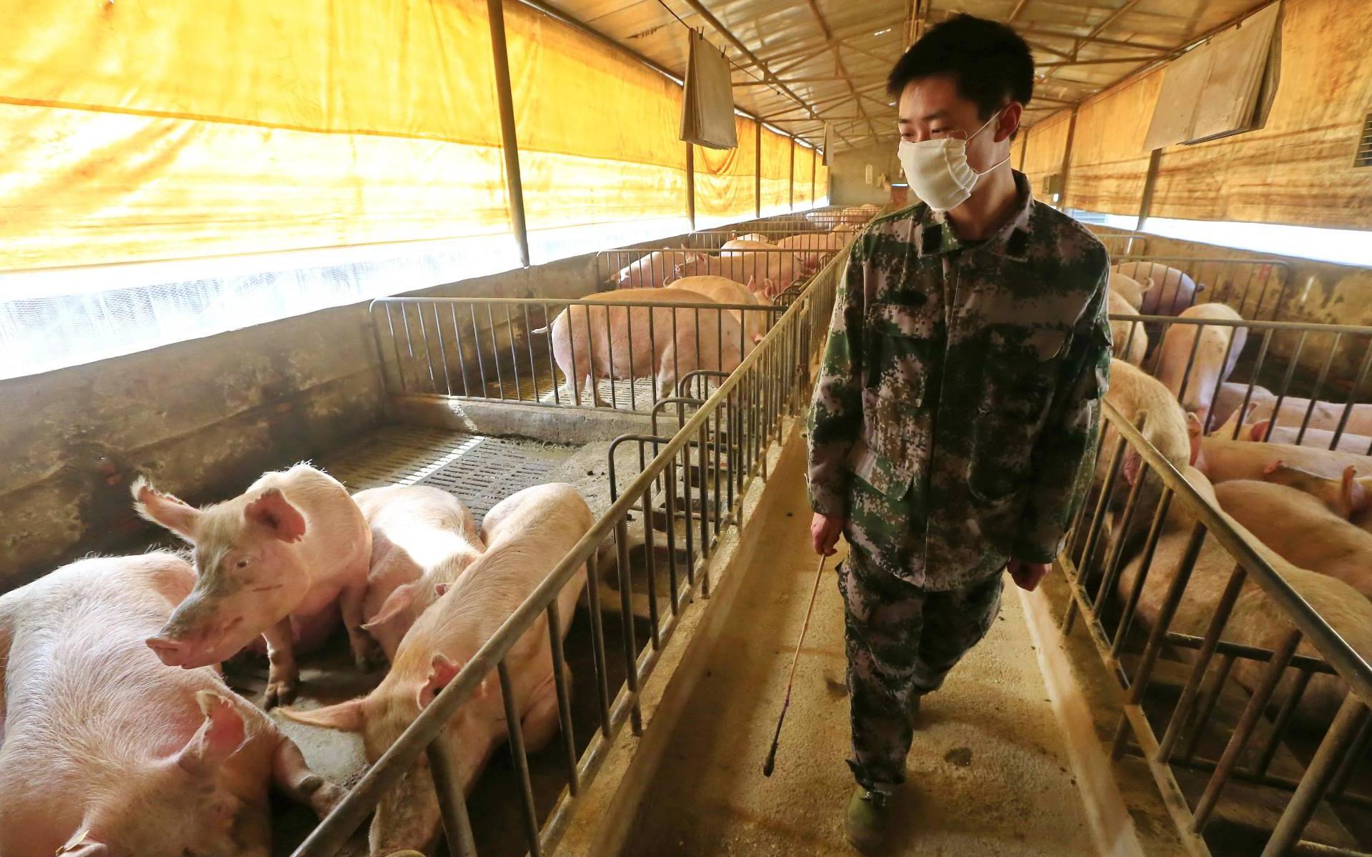China weert Duits varkensvlees vanwege varkenspest