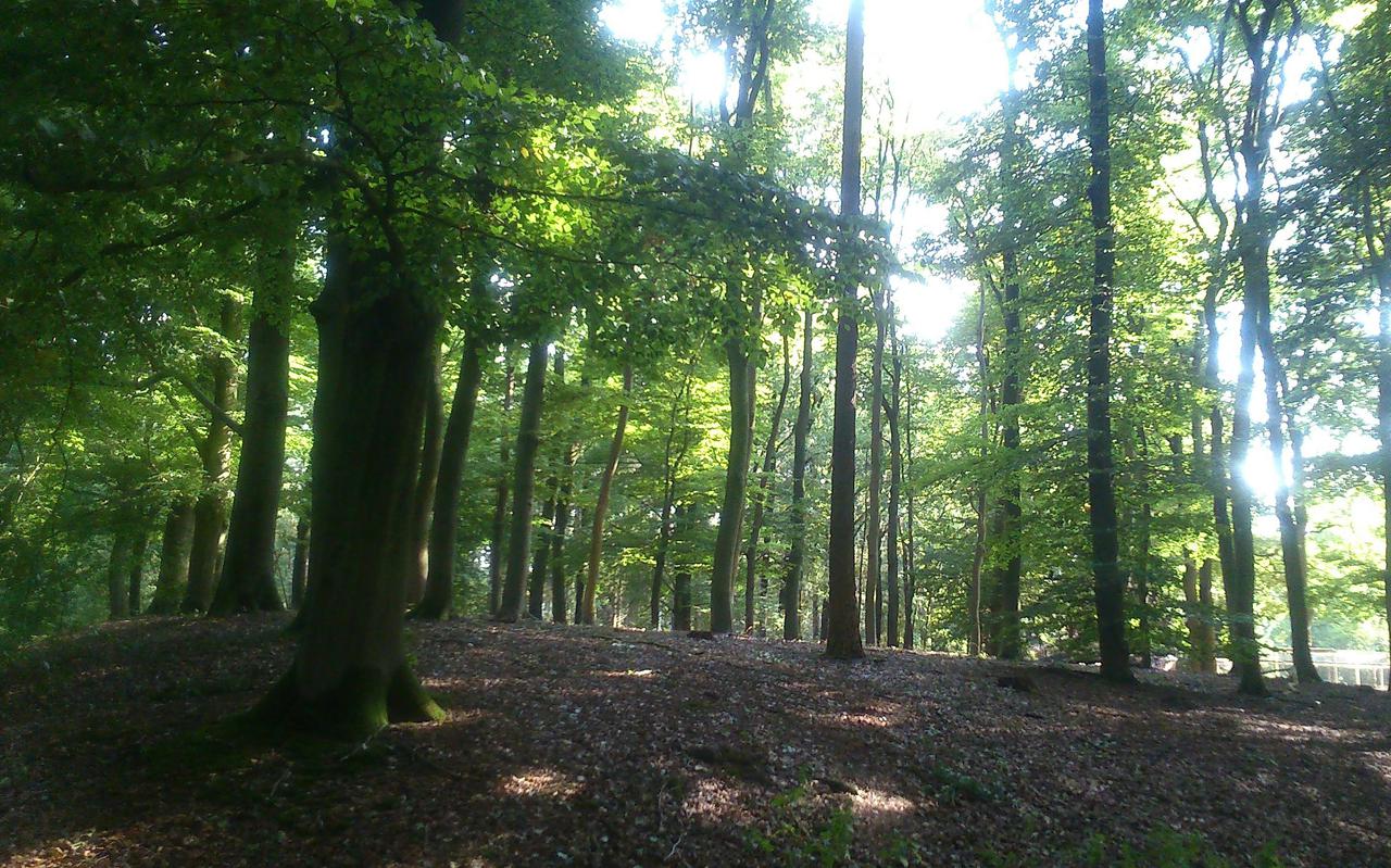 Het bos legt CO2 vast, zorgt lokaal voor een mild klimaat, filtert fijnstof uit de lucht, biedt leefruimte aan veel soorten, draagt bij aan waterregulatie en biedt gelegenheid tot recreatie. FOTO LC