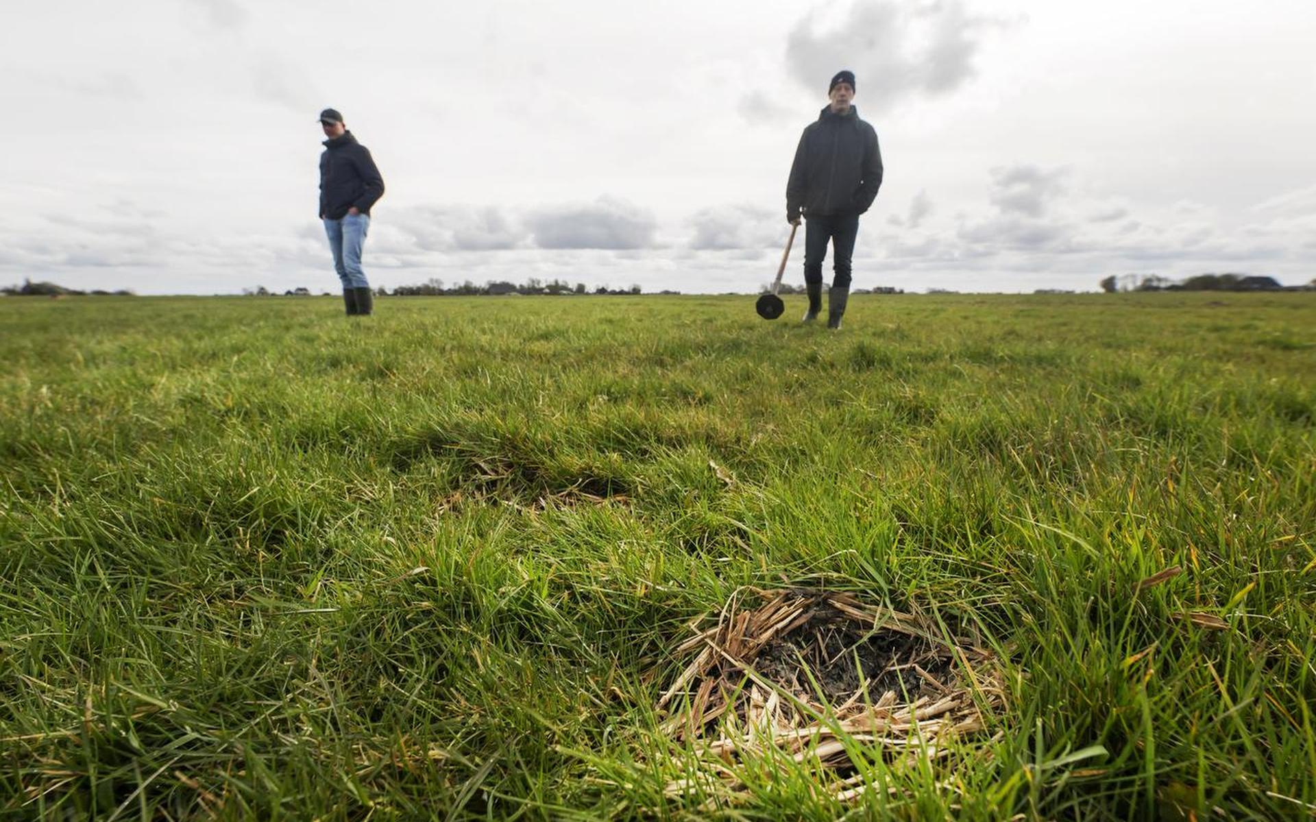 ‘Een waar natuurmens kan zomaar vanaf de weg zien waar een kievit haar nest heeft.’ Foto: Marcel van Kammen