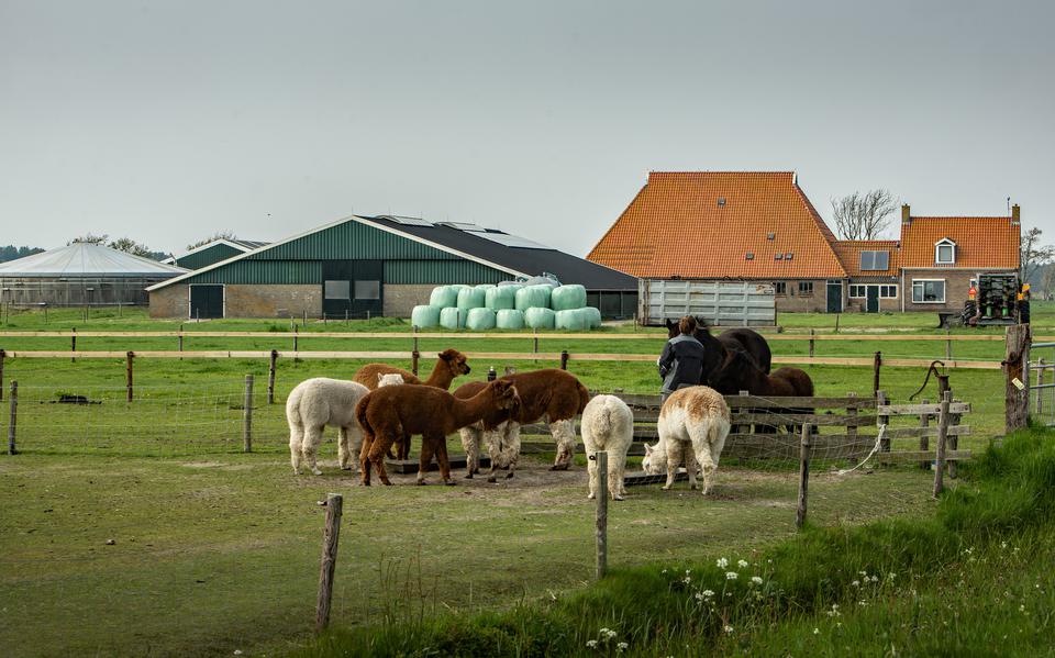 De door de provincie opgekochte boerderij aan de Pietje Miedeweg bij Hollum.