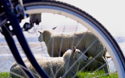 De schapenvereniging op Terschelling krijgt geld van de provincie om de zwoegerziekte onder schapen te bestrijden. 