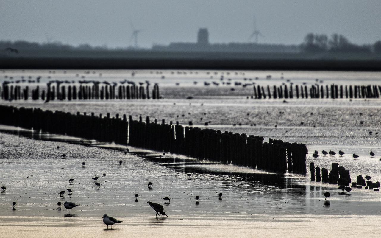 Het wad, Unesco Werelderfgoed. Het wad, Unesco Werelderfgoed.