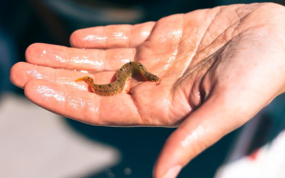 Een baby-botervis. De 'slangmakreel' kan 25 centimeter lang worden. 