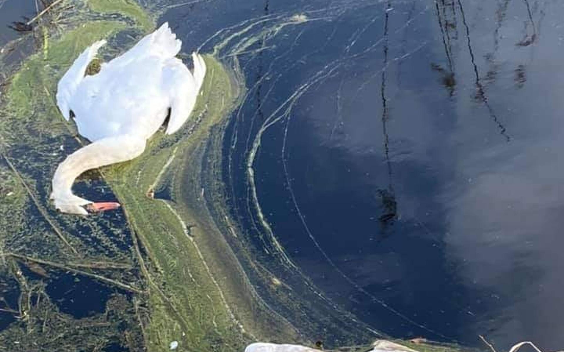Dode zwanen in water bij Ravenswoud - Leeuwarder Courant