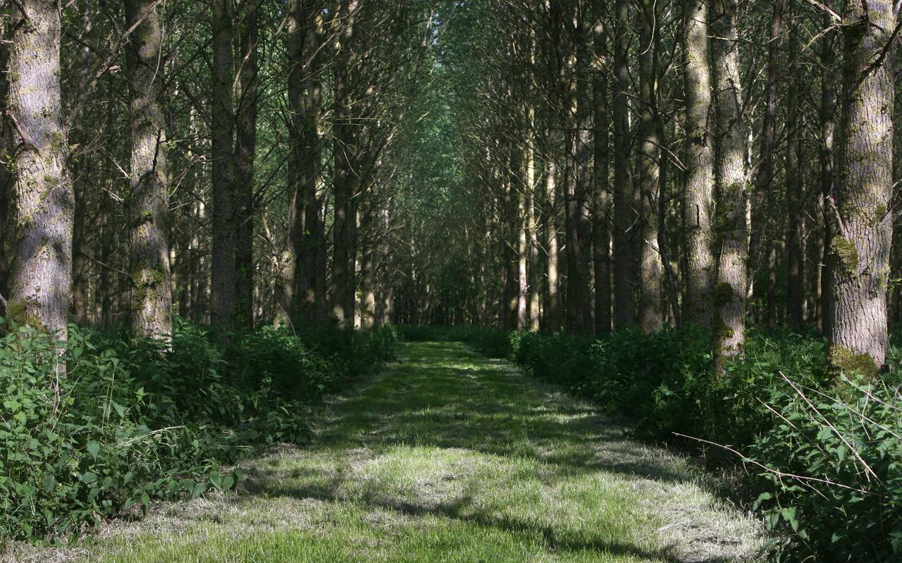 Het Leeuwarder Bos biedt de beste opties voor snelle aanleg van een gedenkbomenbos.