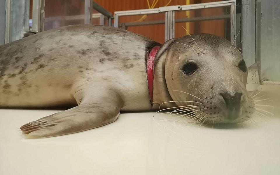 Een verstrikte zeehond. 
