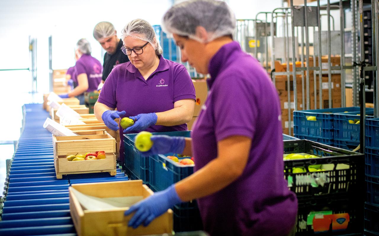 Het gaat goed met Fruitkracht. Op dinsdag en vrijdag vullen medewerkers de fruitkistjes. Het gaat goed met Fruitkracht. Op dinsdag en vrijdag vullen medewerkers de fruitkistjes.