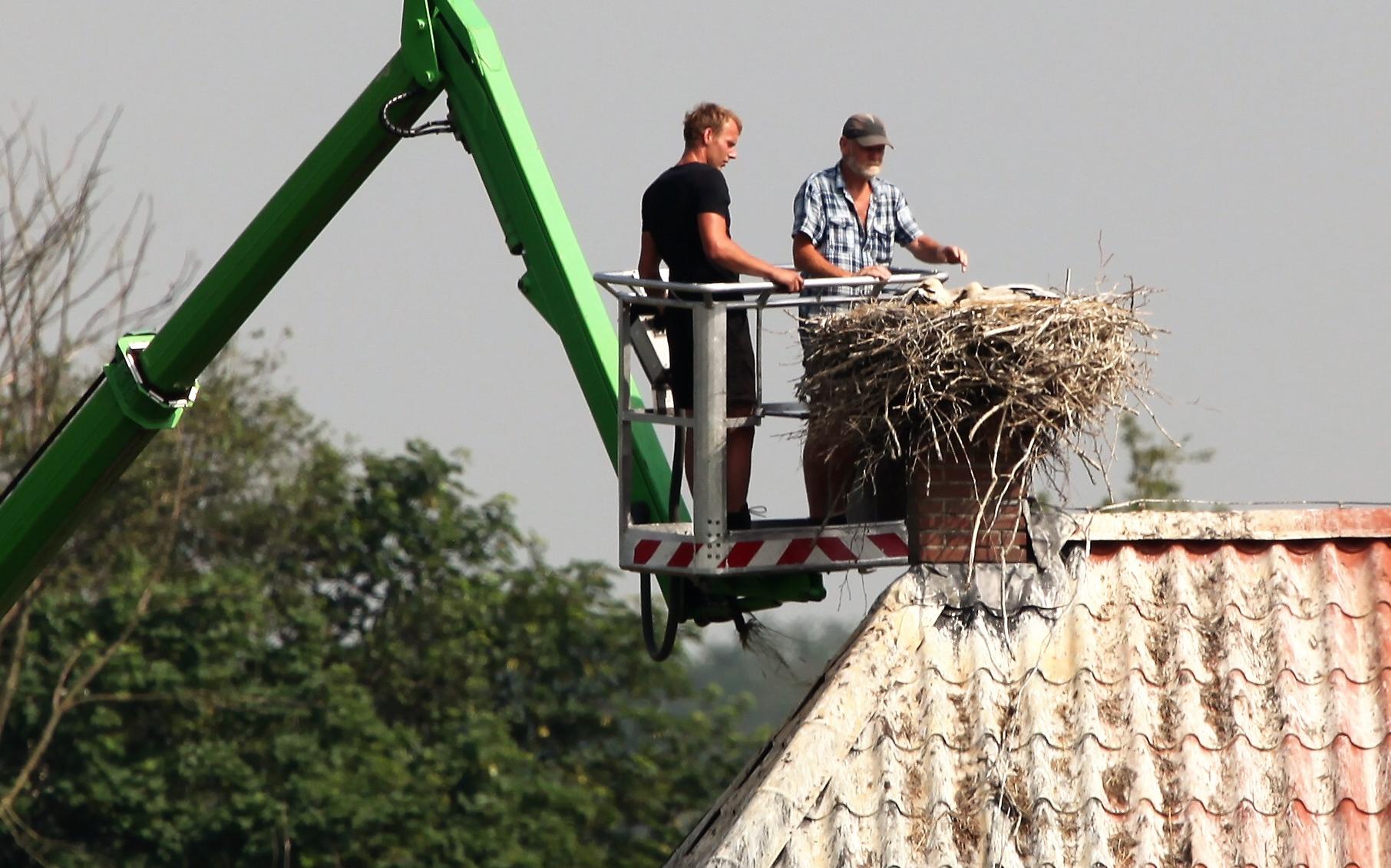 Guur voorjaar: veel jonge ooievaars in Earnewâld en Opsterland omgekomen - Leeuwarder Courant