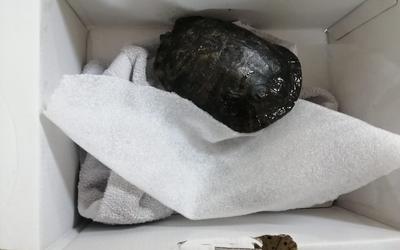 Een schildpad werd per post opgestuurd naar Stichting Schildpaddenopvang Nederland in Harkema.