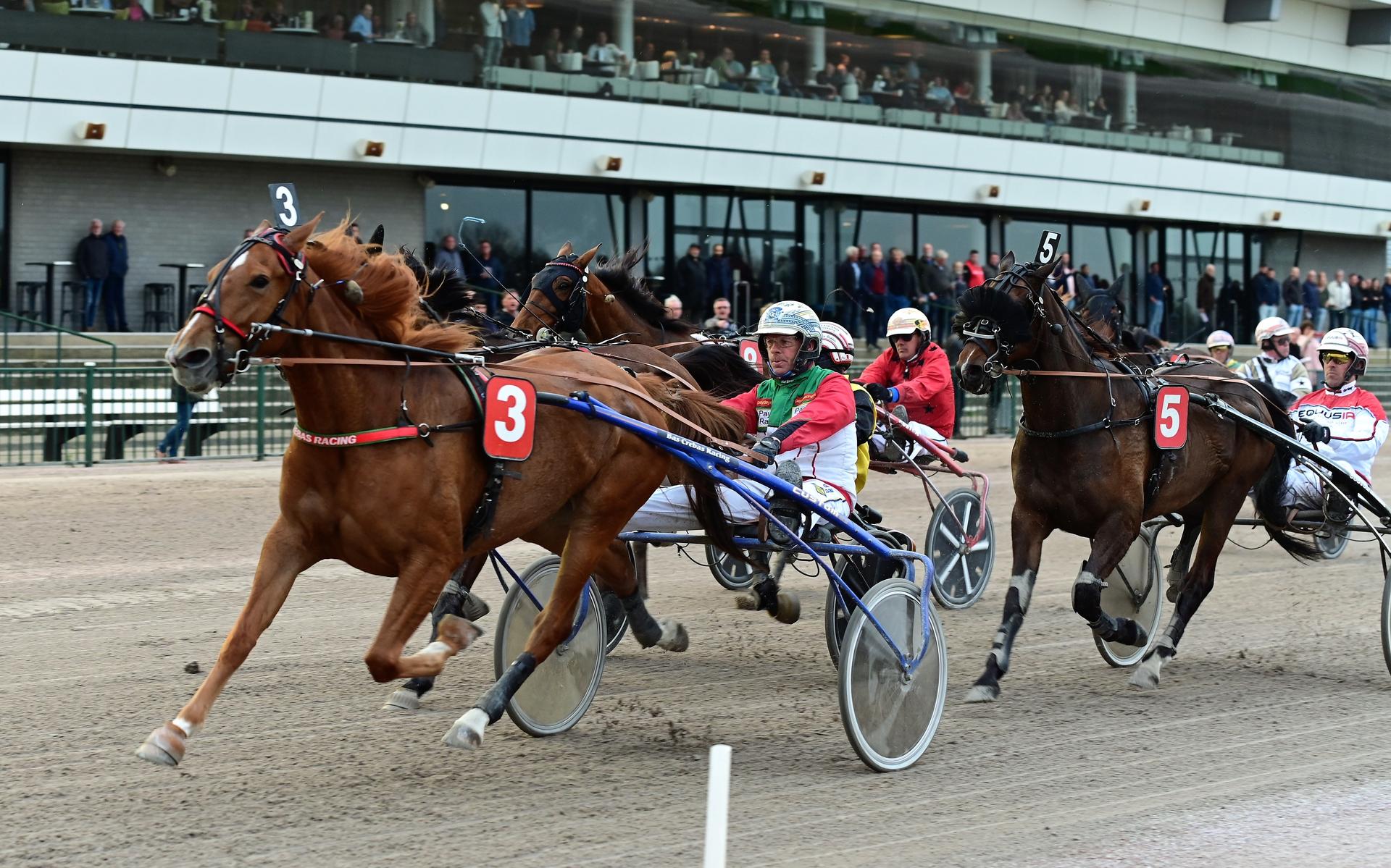 Paardenman Cees Kamminga uit Oudeschoot geeft nog niet op: 'Ik wil weer vooraan rijden'